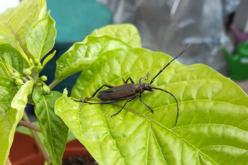 käfer auf habanero-blatt